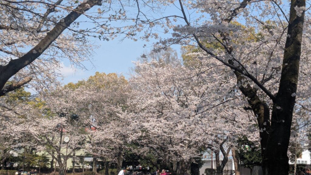春日部八幡神社　公園の桜