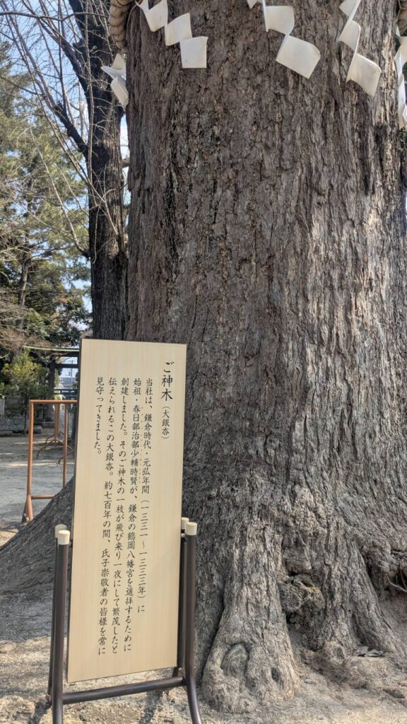 春日部八幡神社の御神木