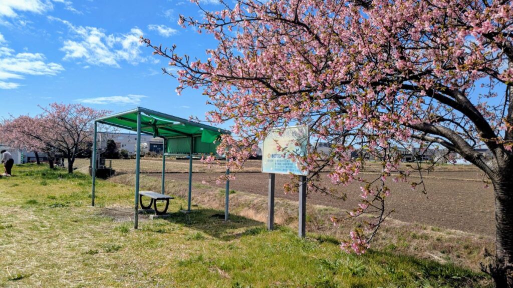 旧倉松第二調整池の河津桜