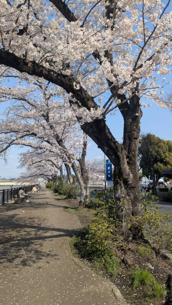 きらめき通り ソメイヨシノ