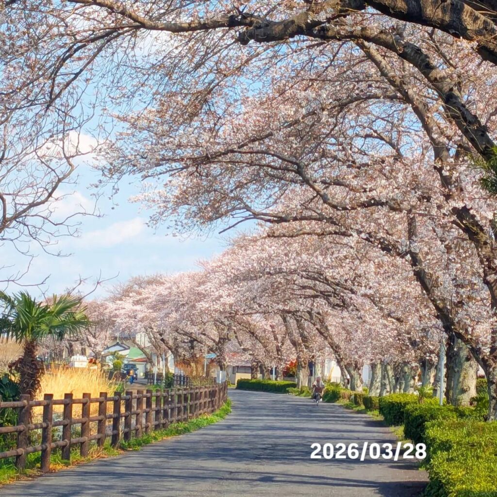 きらめき通り　桜並木