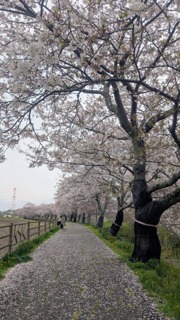 中庄内川桜並木