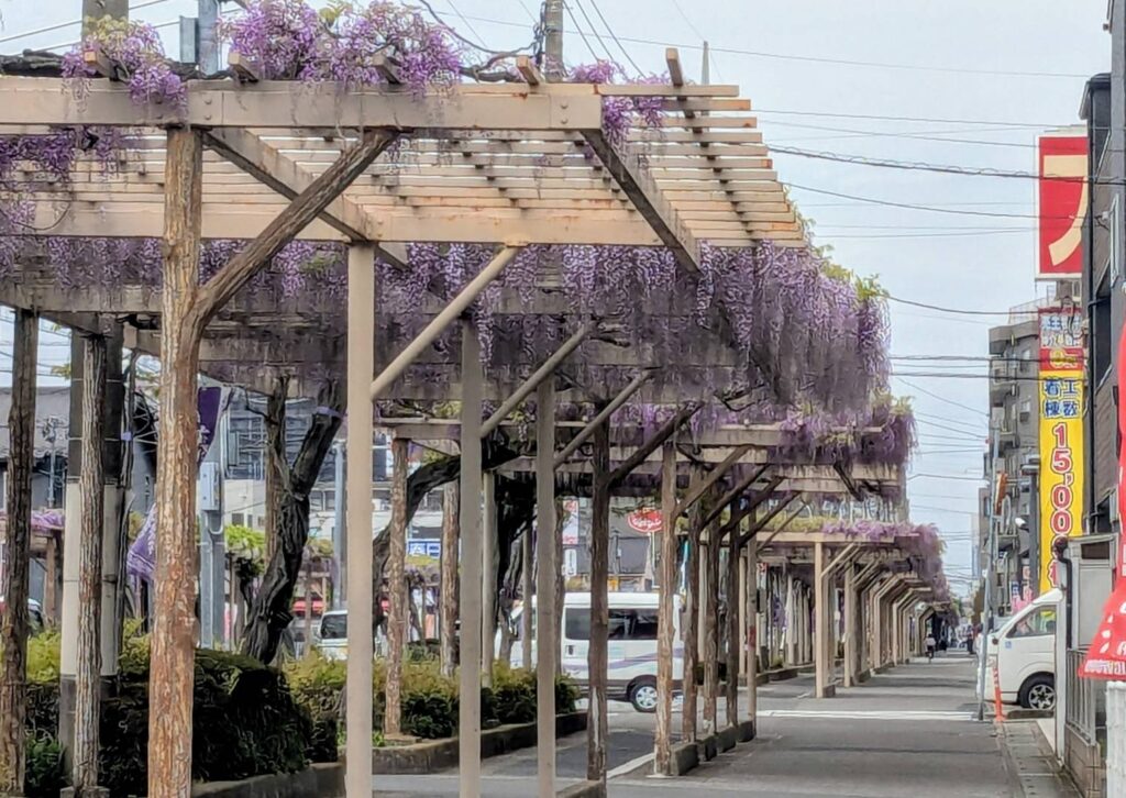 ふじ通り　藤棚