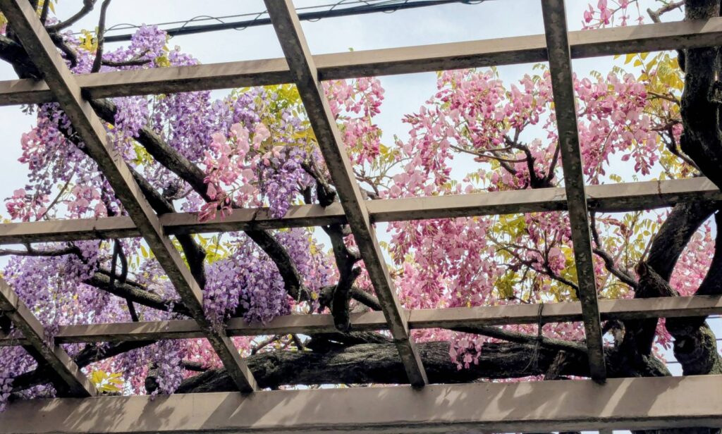 ふじ通りの藤棚