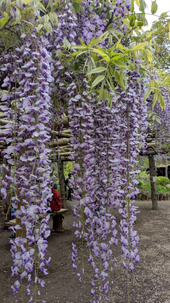 藤の牛島 藤花園