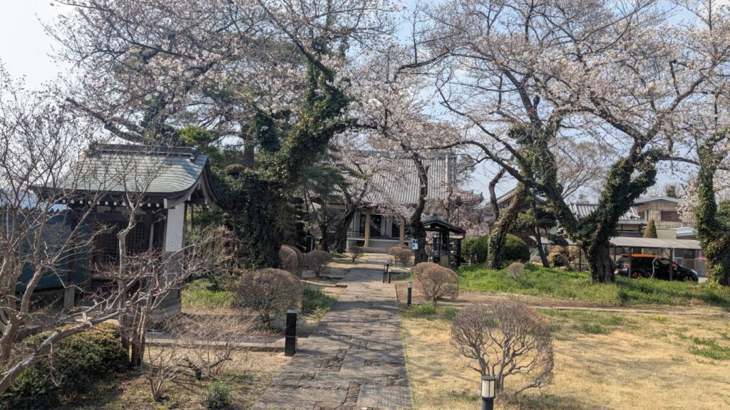 最勝院 桜