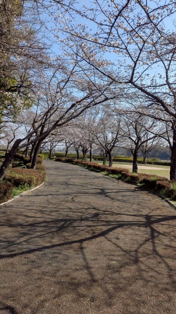 内牧公園　桜