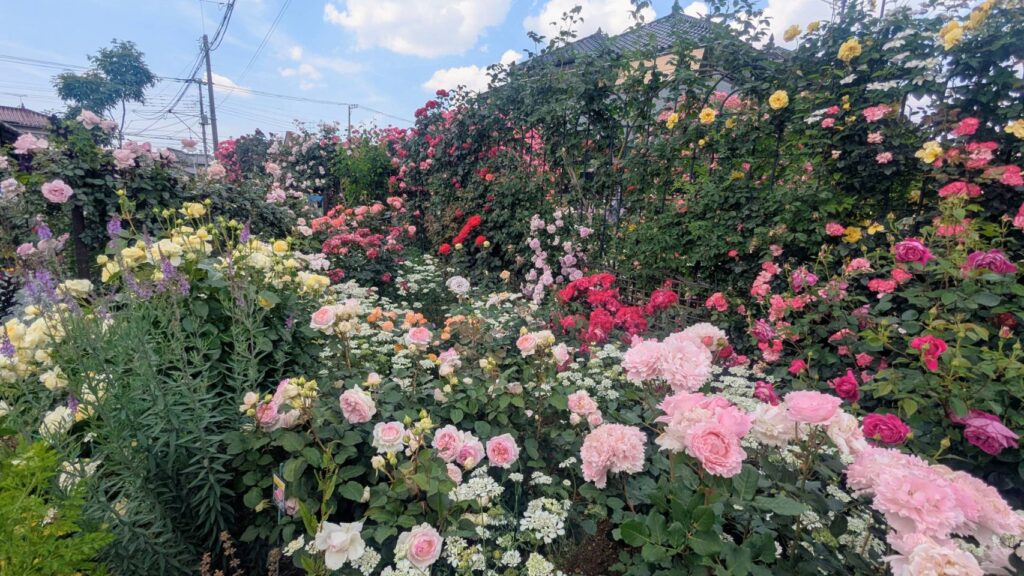 遠藤バラ園